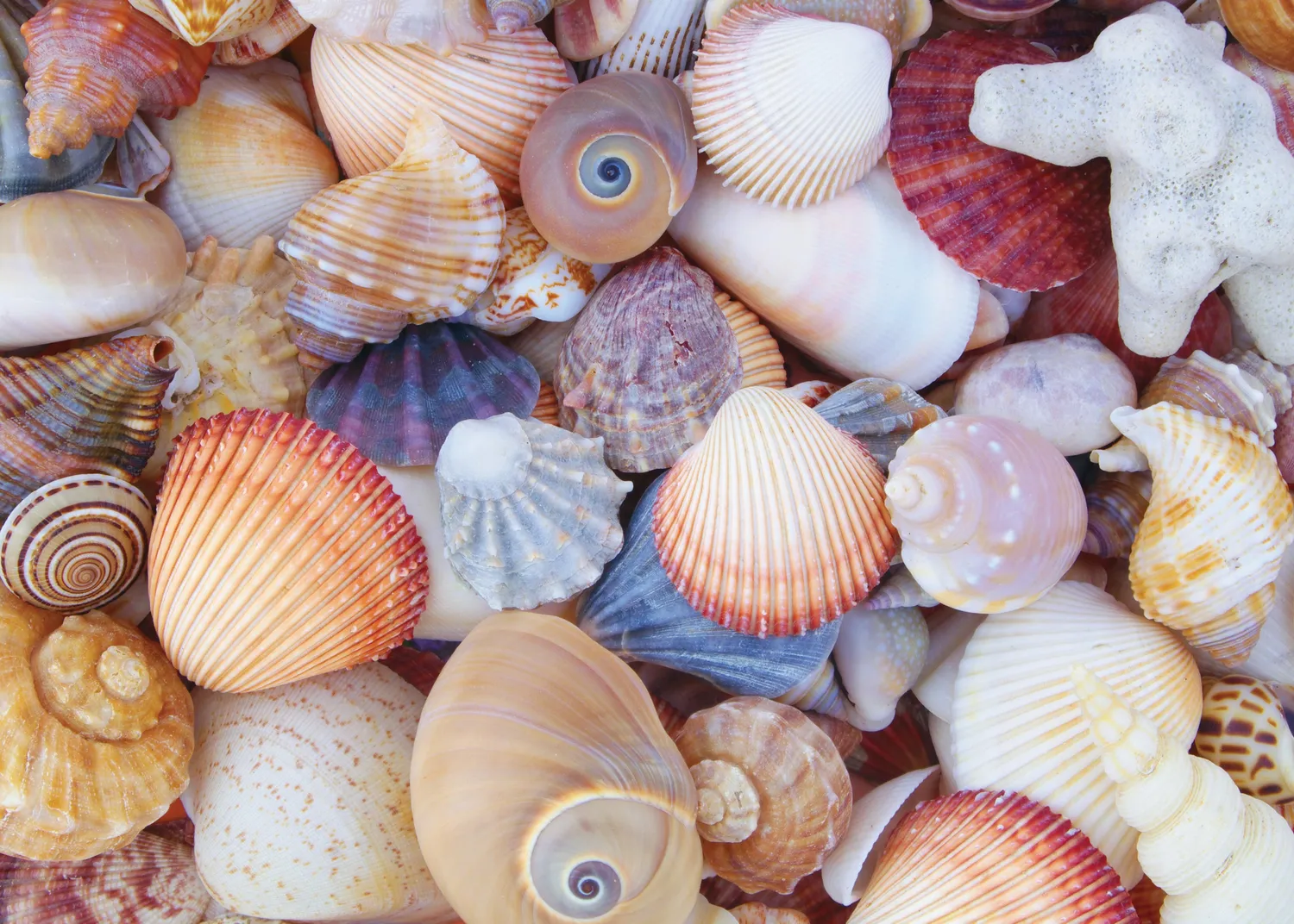Peter Pauper Press All the Shells puslespill 1000 brikker skjell