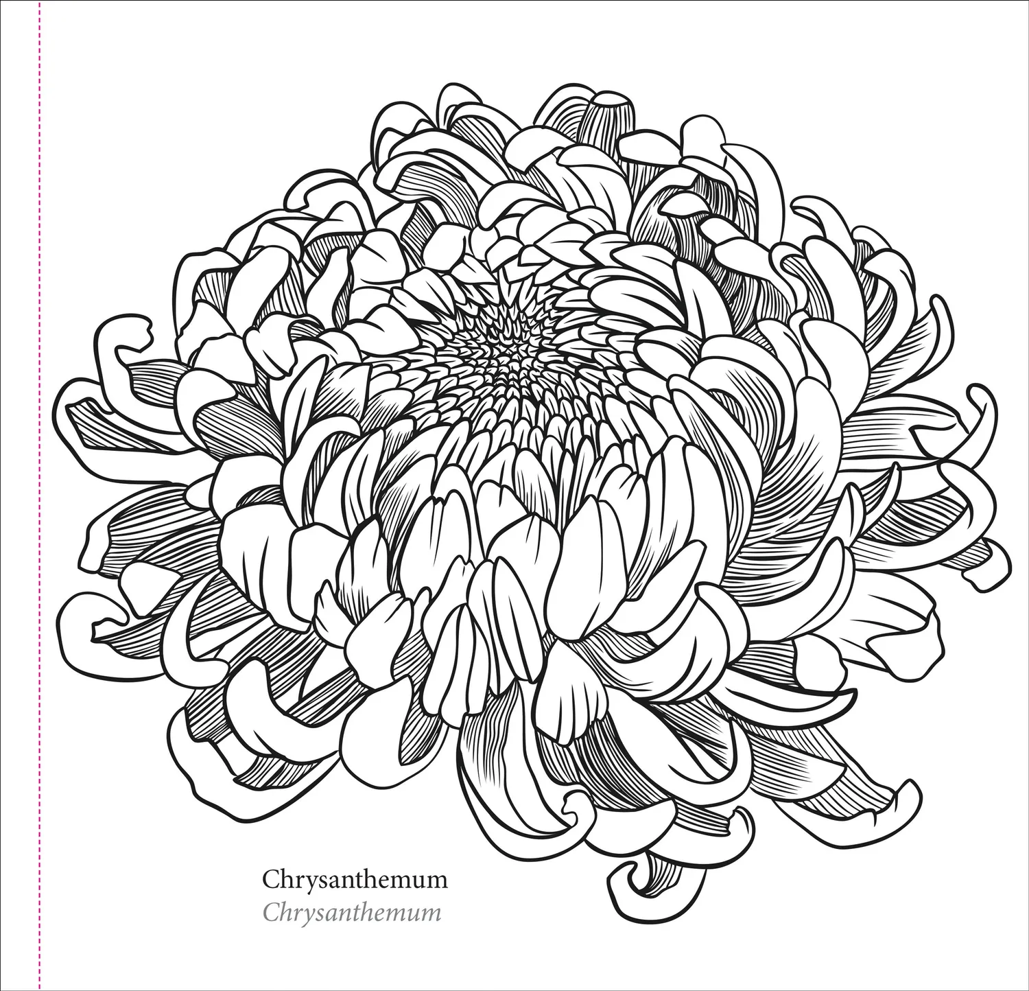 Peter Pauper Press Spring Blooms fargeleggingsbok blomster