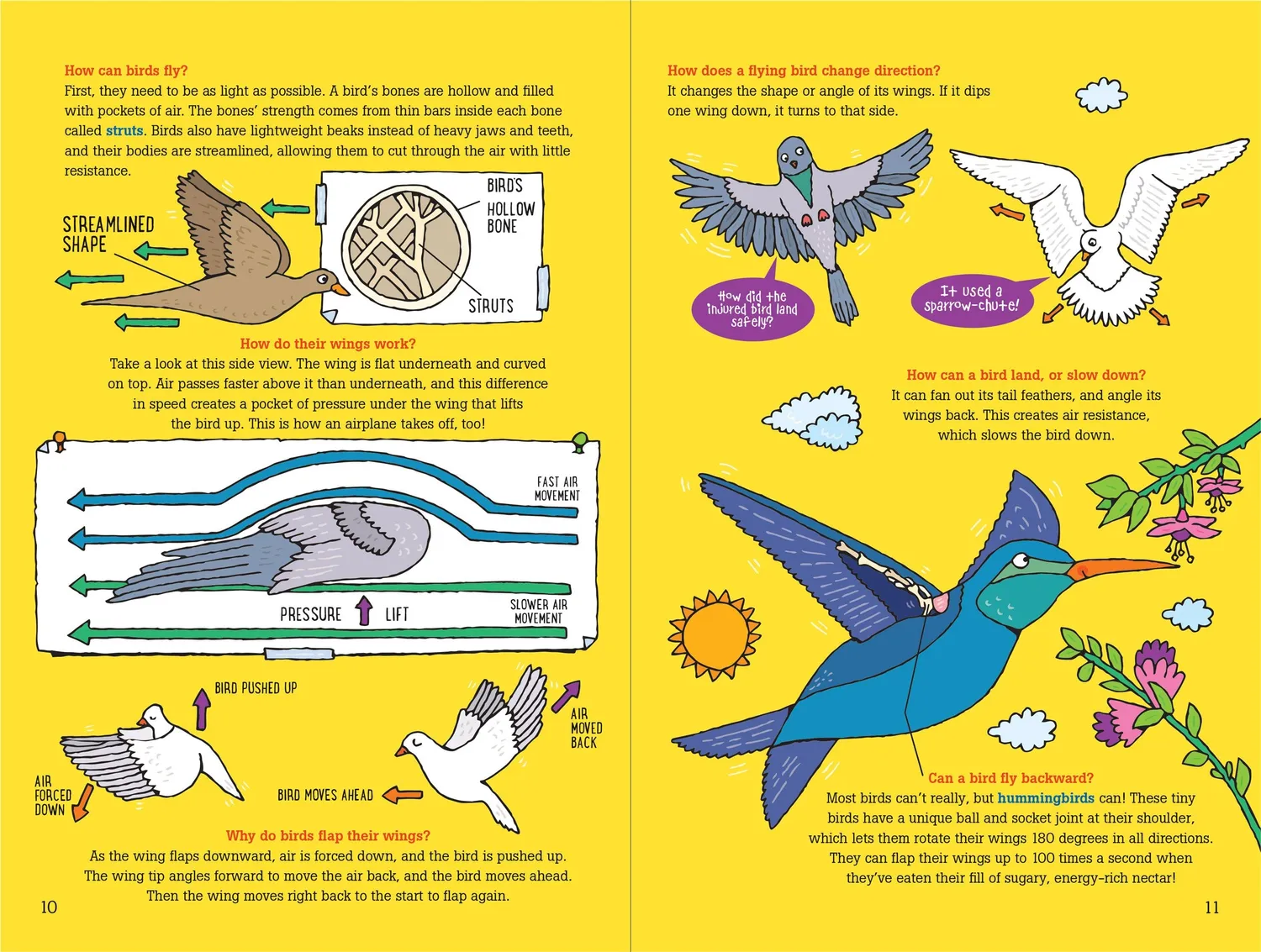 Peter Pauper Press 100 Questions about Birds faktabok