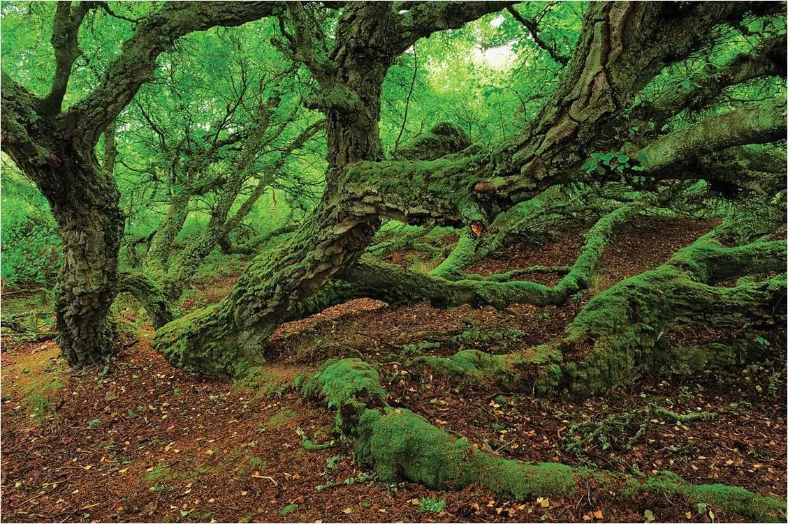 Abrams Trees and Forests innbundet naturbok