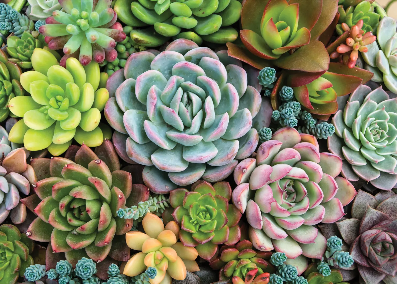 Peter Pauper Press Succulent Garden puslespill 1000 brikker grønn