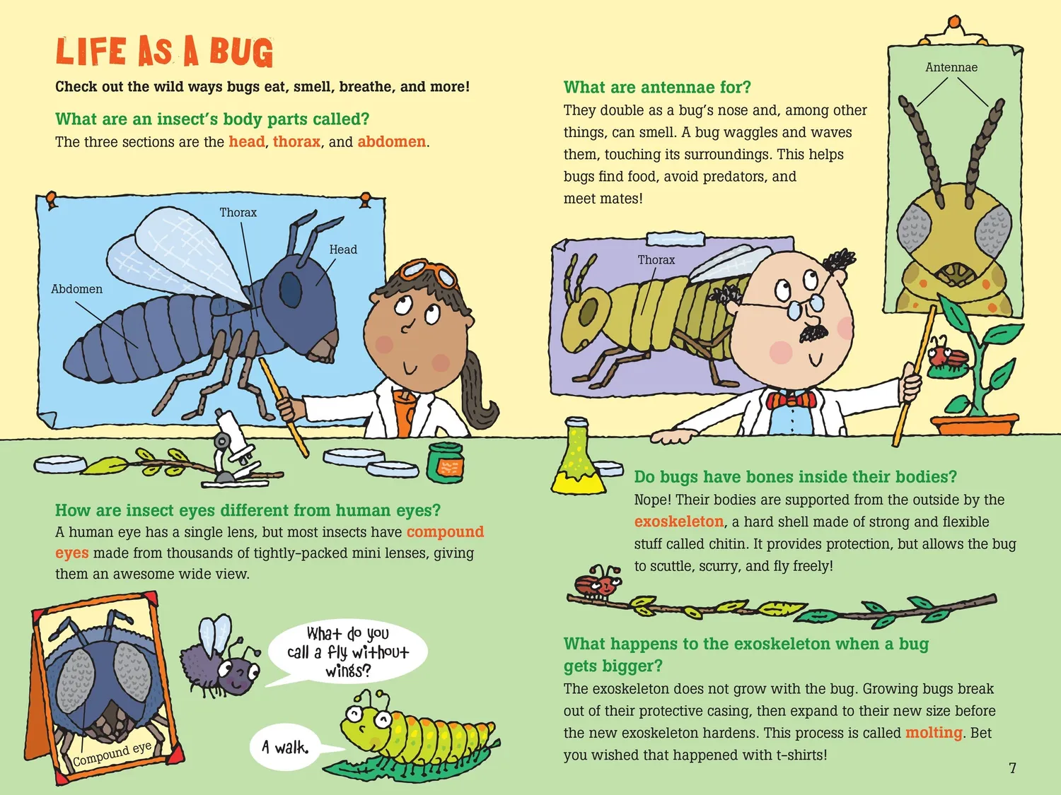 Peter Pauper Press 100 Questions about Bugs barnebok innbundet