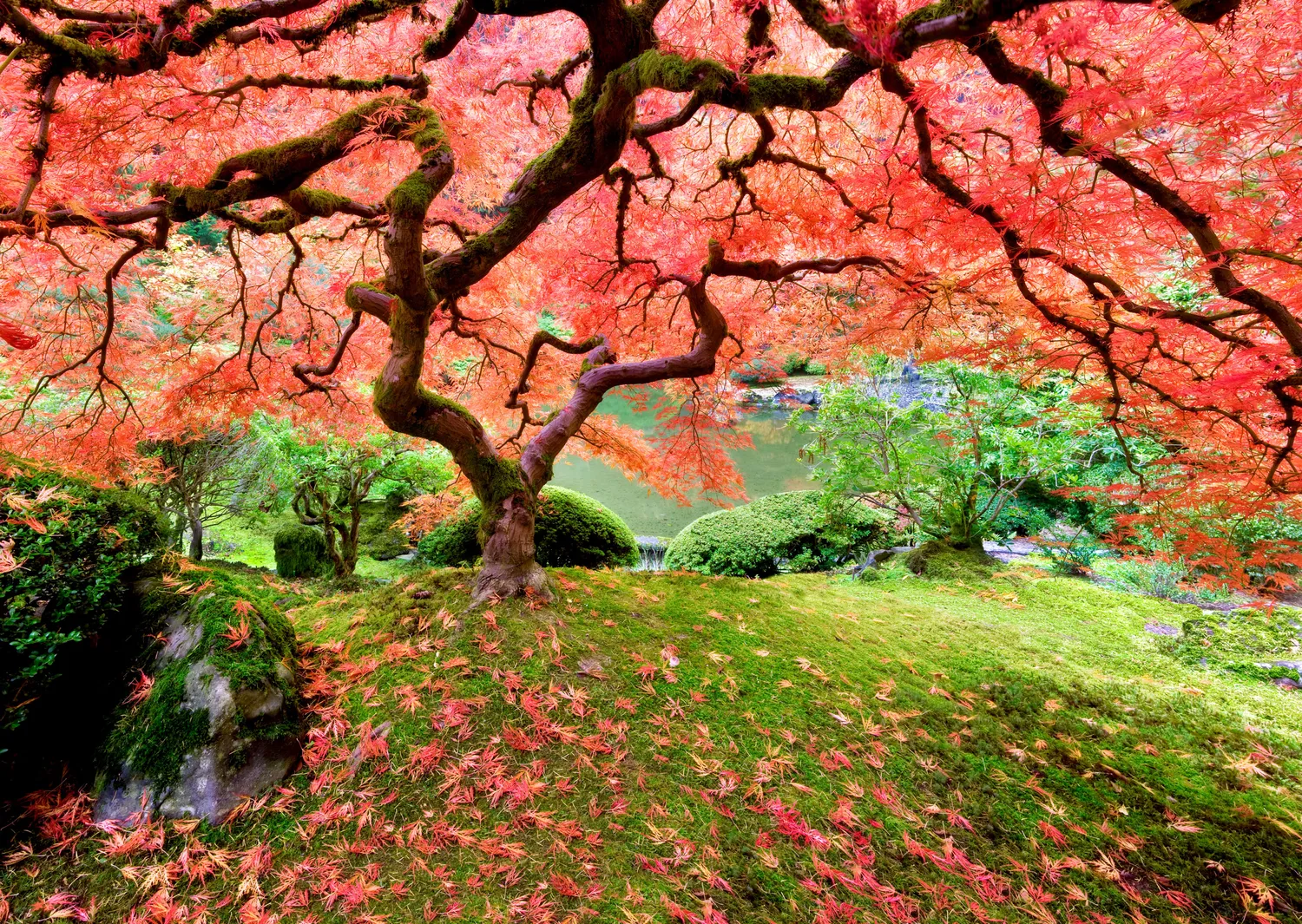 Peter Pauper Press Japanese Maple puslespill 1000 gave