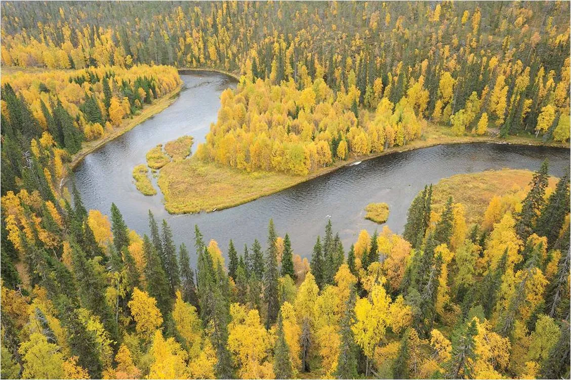 Abrams Trees and Forests innbundet naturbok