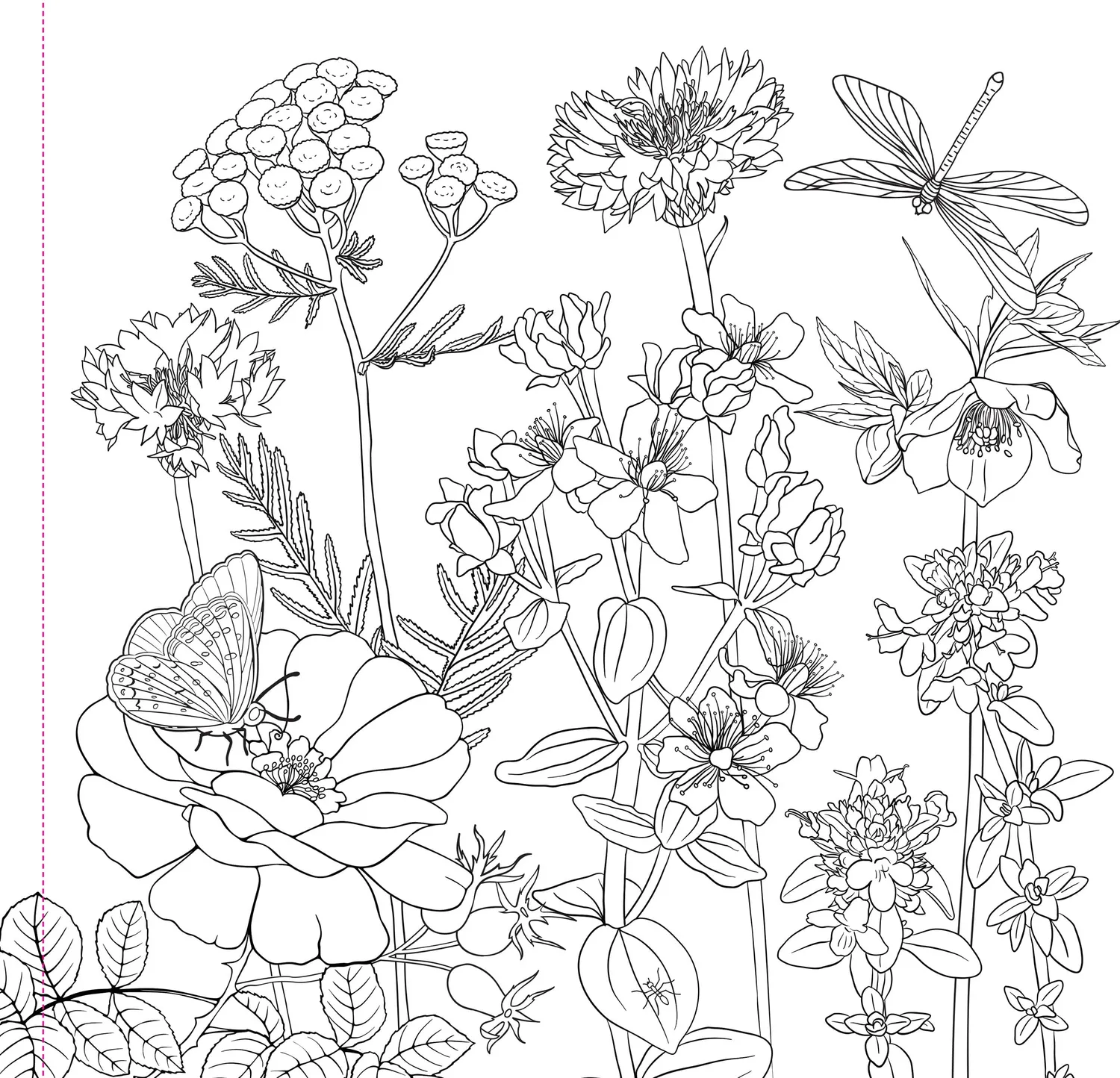 Peter Pauper Press Wildflowers fargebok voksen 31 motiv
