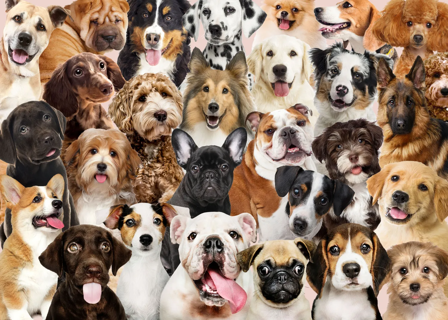 Peter Pauper Press All the Dogs puslespill 1000 brikker hunder