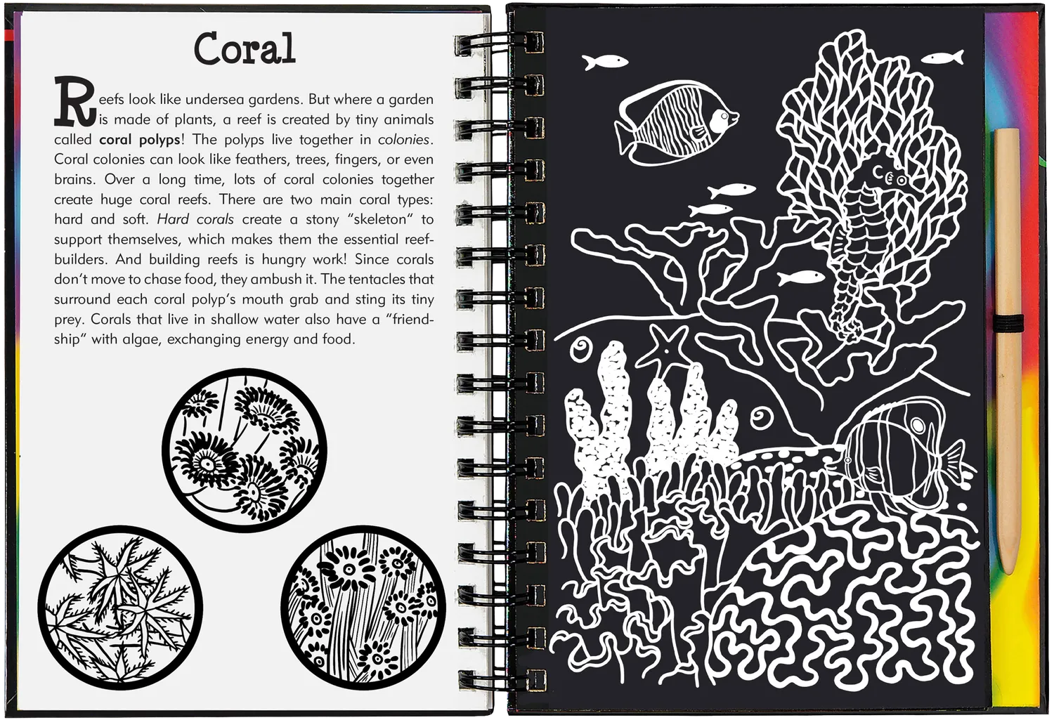 Peter Pauper Press Scratch and Sketch Coral Reefs skrapebok barn 5+