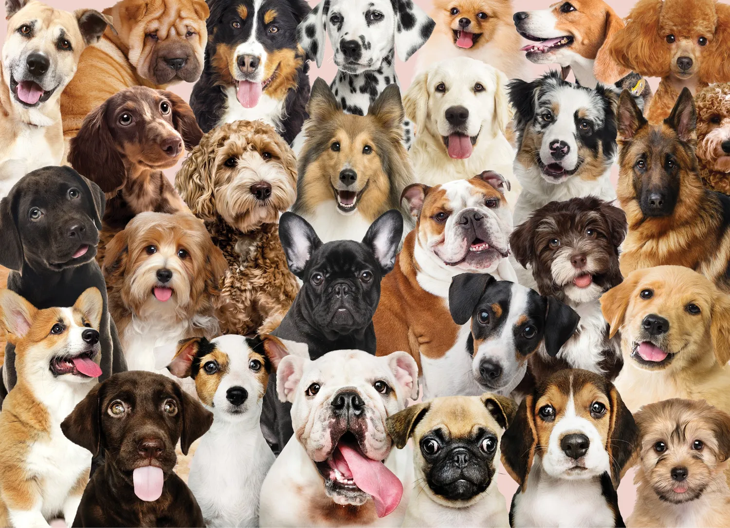 Peter Pauper Press All the Dogs puslespill 500 brikker hunder