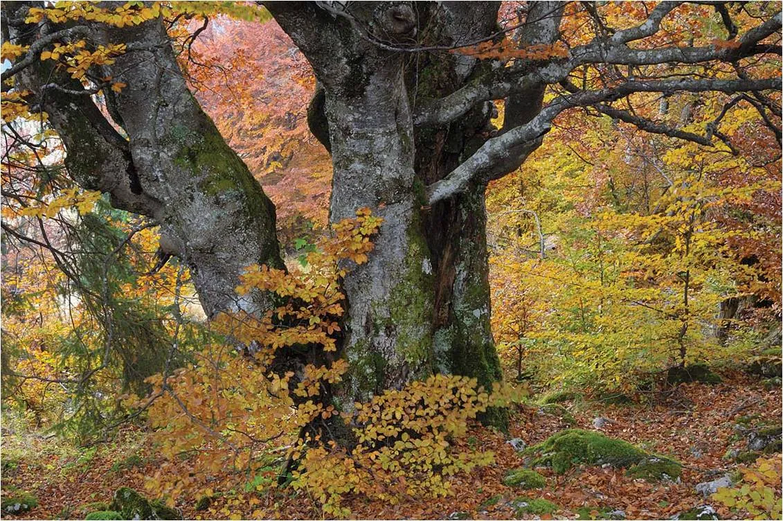 Abrams Trees and Forests innbundet naturbok