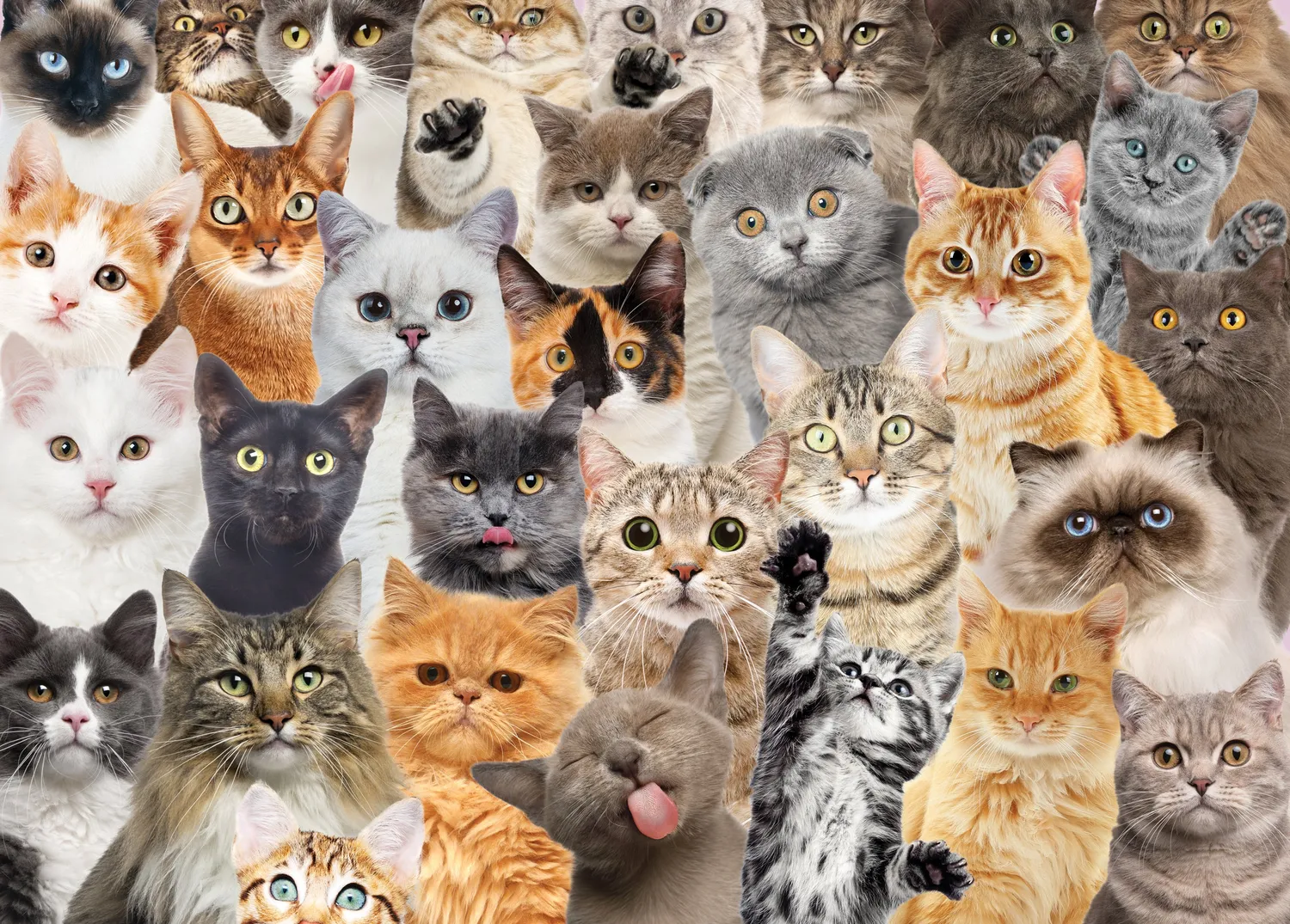 Peter Pauper Press All the Cats puslespill 1000 brikker katter